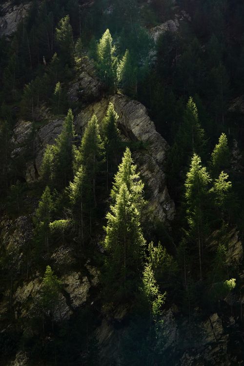 Free A dramatic aerial shot of evergreen trees scattered across a rocky mountainside, captured in daylight. Stock Photo