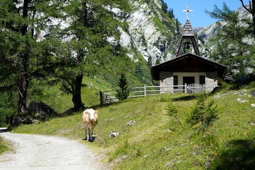 A Cow in a Mountain Village 