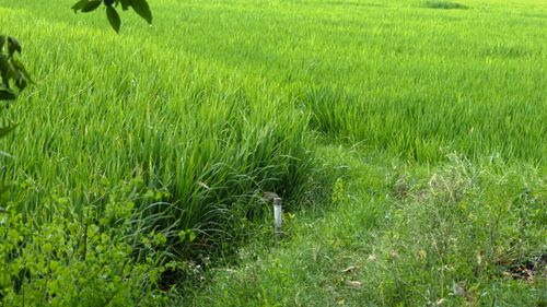 Free Green paddy field Stock Photo
