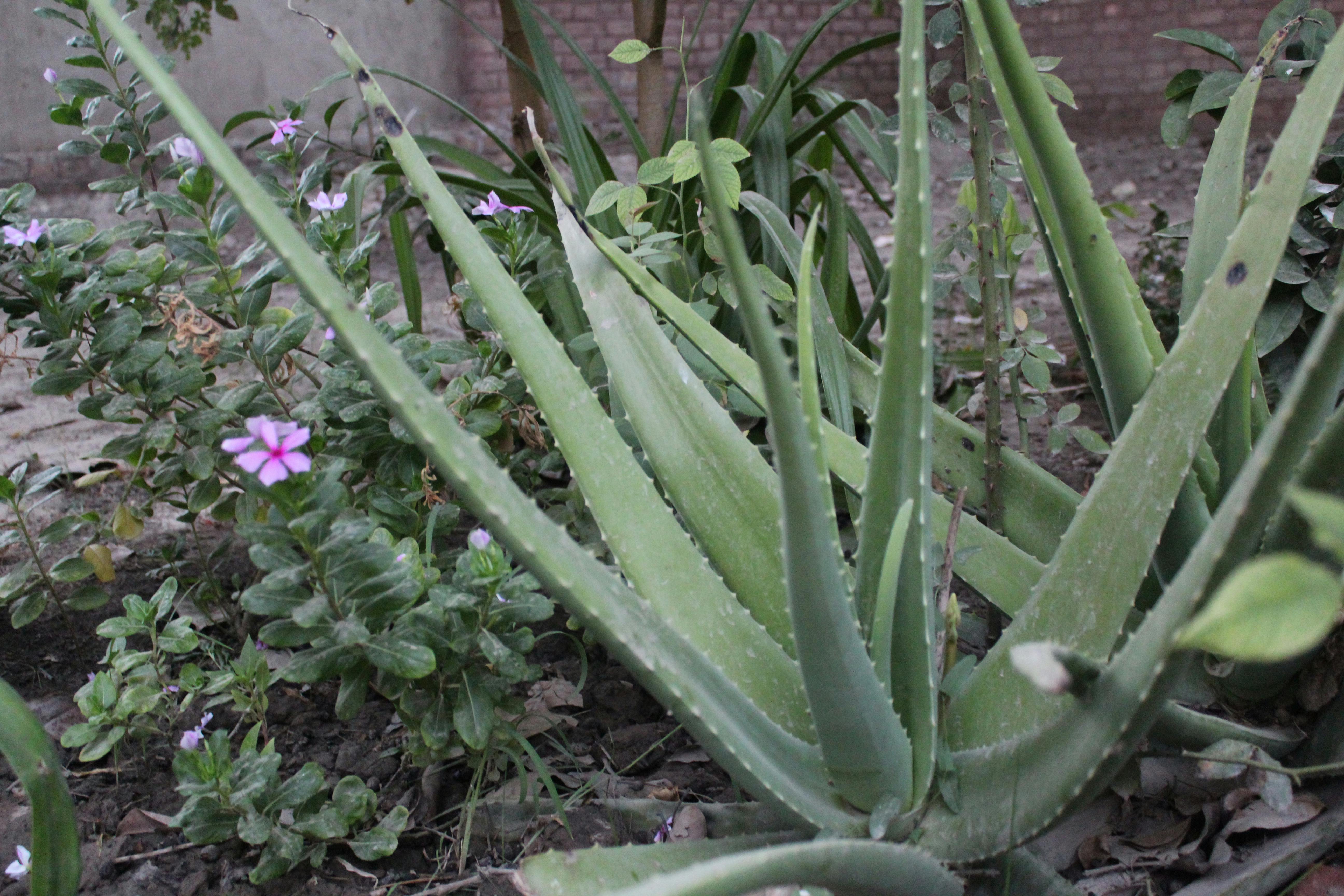 Kostenloses Foto zum Thema aloe vera, blühende pflanze