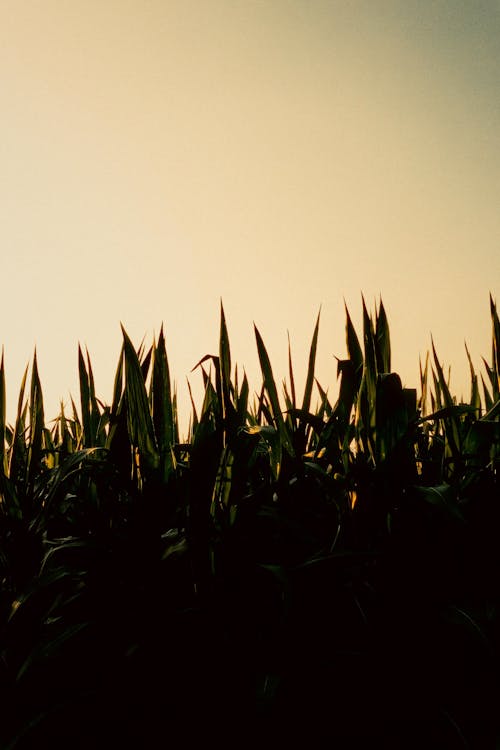 Darmowe zdjęcie z galerii z kukurydza, natura, pole