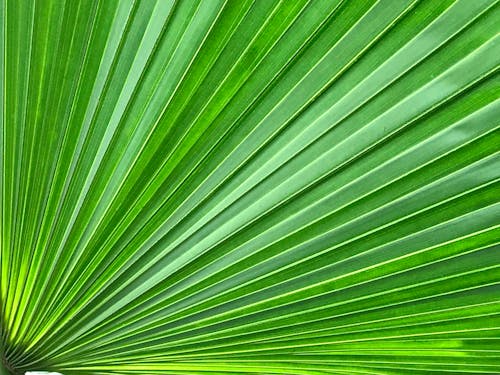 Exotic hot summer palm leaf