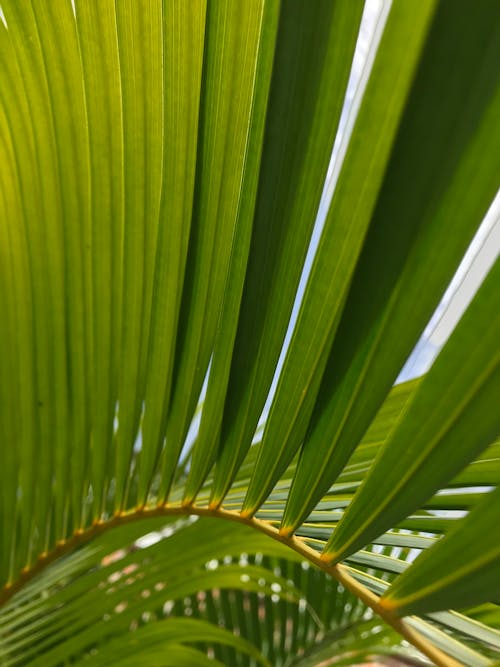 Exotic hot summer palm leaf