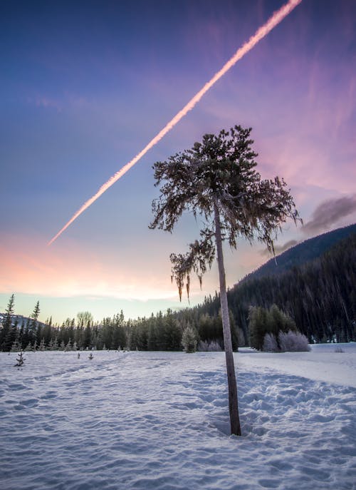 Albero Sulla Foresta Innevata Radura Sotto Il Cielo Chiaro