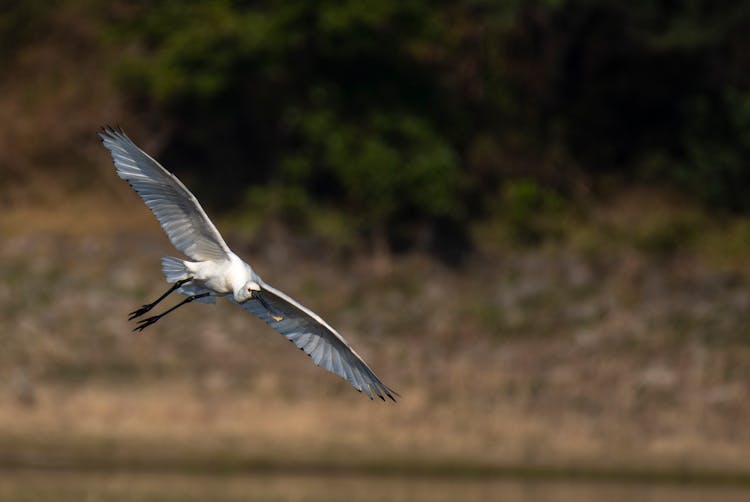 Photo Of A White Bird Flying 