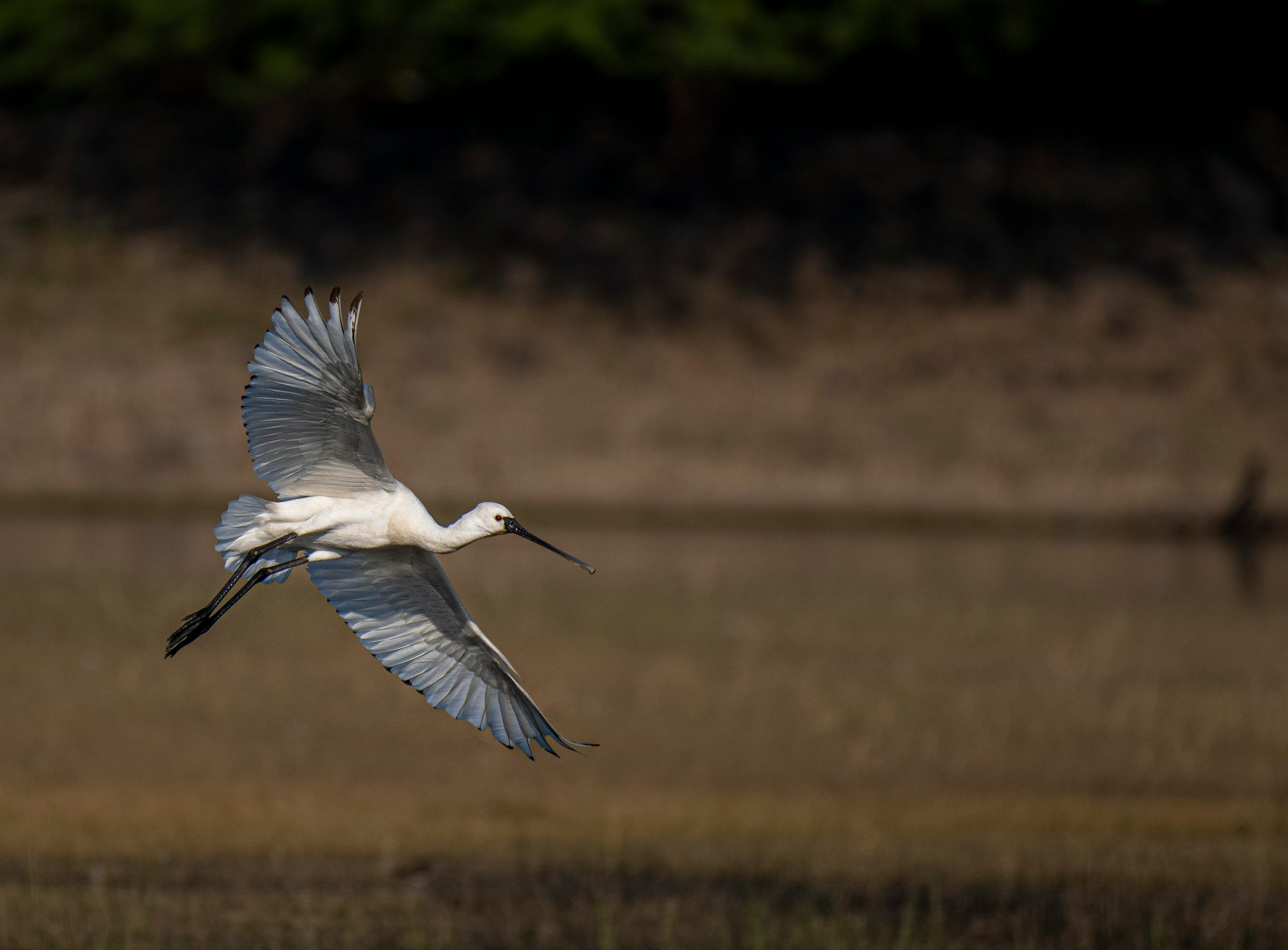 Photo of a Flying Egret · Free Stock Photo