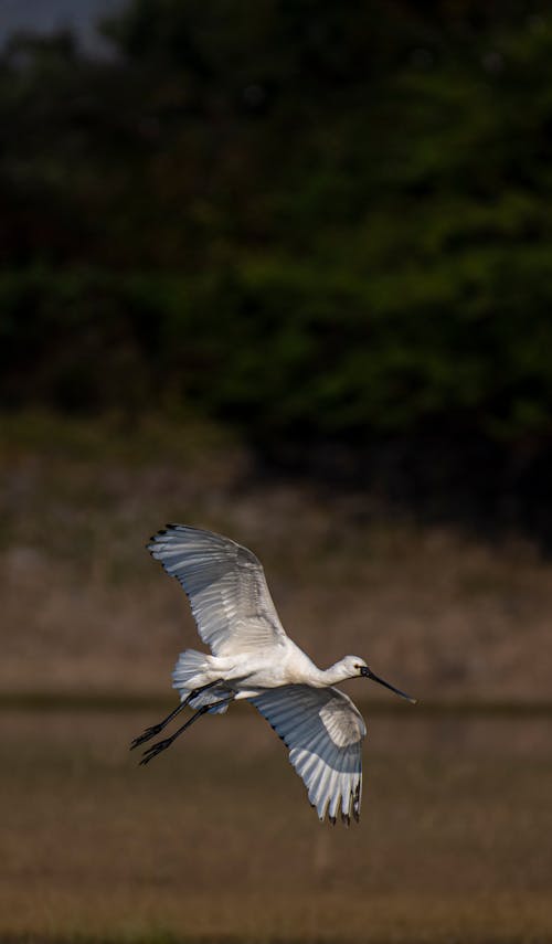 Close-up of a Flying Heron 