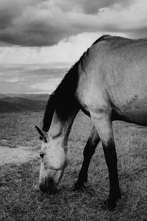 Horse Grazing in Meadow