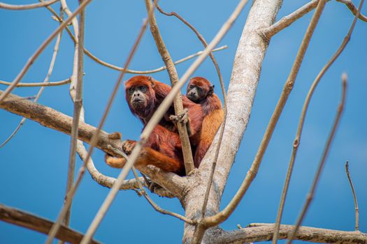 Howler Monkeys on a Tree 