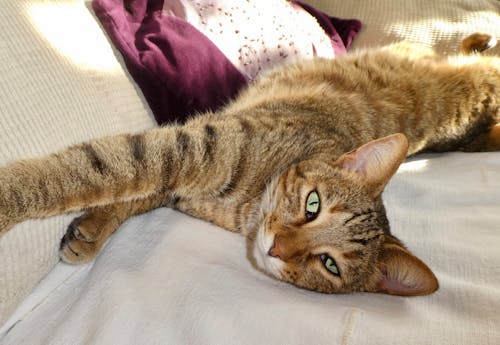 Free stock photo of adorable, beautiful animal, bengal cat