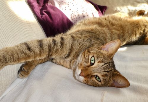 Free stock photo of adorable, beautiful animal, bengal cat Stock Photo