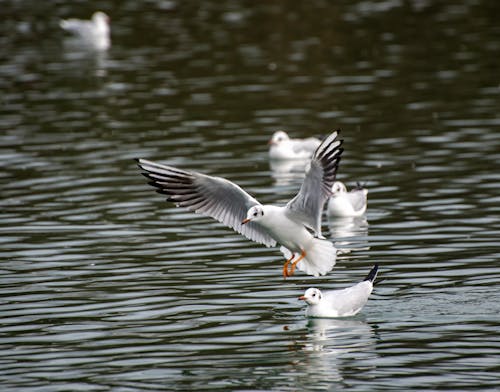 Seagull in Flight over River