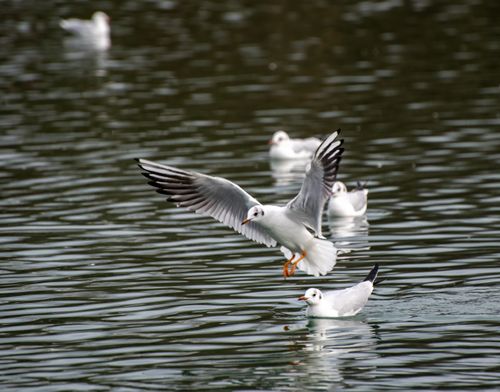 Free A flock of seagulls gracefully flying and floating on a serene river in Chelmsford, England. Stock Photo