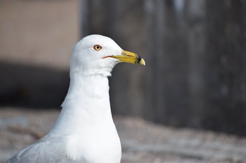 動物攝影, 天性, 海鷗 的 免费素材图片
