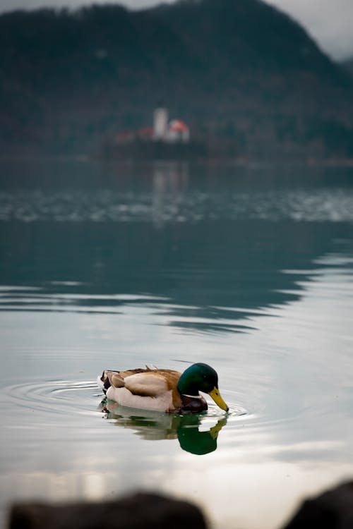 Mallard Duck on Lake Bled