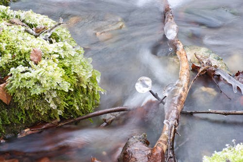 Water in a stream. Winter time Water flows around frozen rocks and branches. Cold temperatures in nature.