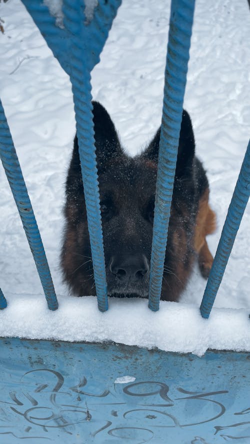 Kostnadsfri bild av djur, hundar, kall atmosfär