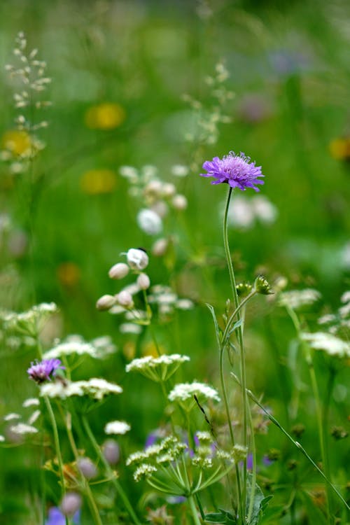 Close-up of Wildflowers on a Field 