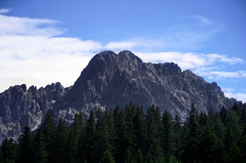 Imagine de stoc gratuită din cer albastru, codru, conifer