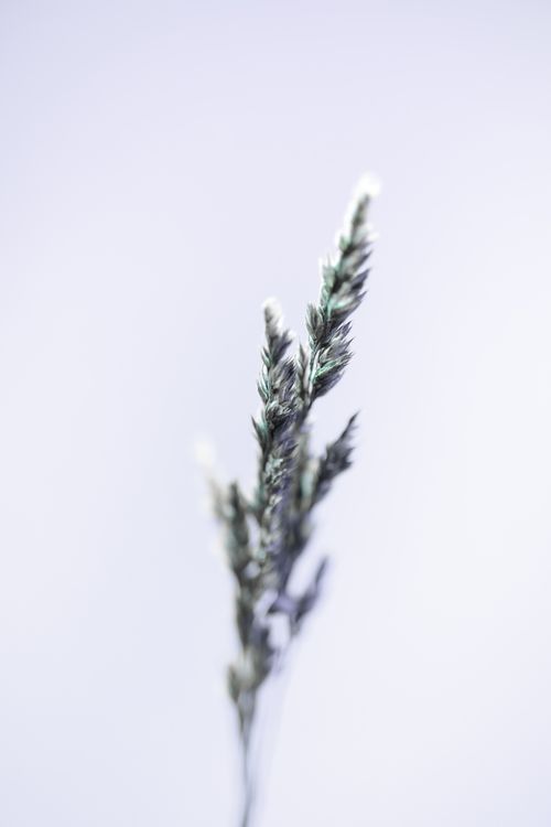 Free Artistic photo of a single grass stalk against a blurred background, highlighting nature's simplicity. Stock Photo