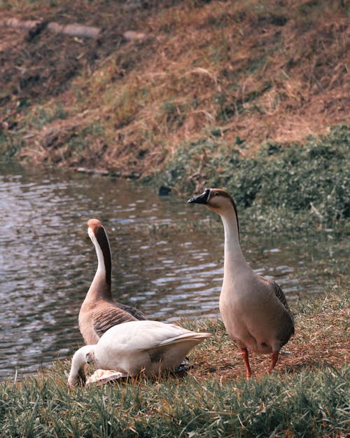 Close-up of Chinese Geese by the Lake 