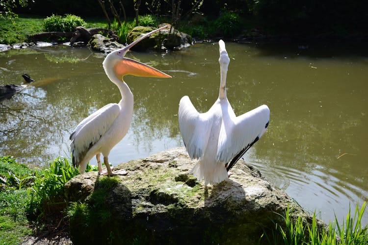 Pelicans Beside Water 