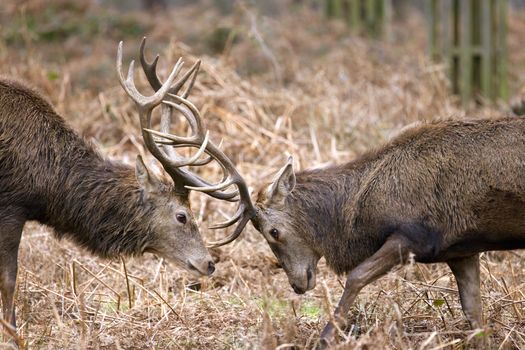 Two red deer clash antlers in a fierce battle amidst the wild landscape.