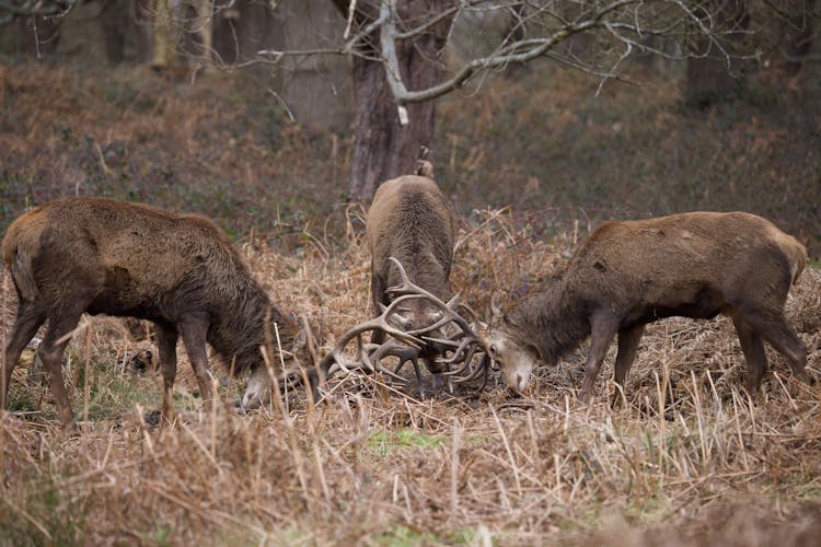 Three Bucks Fighting