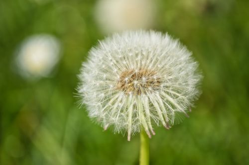 Free Close-up shot of a dandelion seed head in Herbeumont, Belgium's natural landscape. Stock Photo