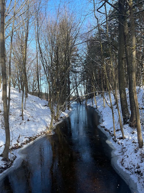 Foto profissional grátis de árvores nuas, canal, com frio