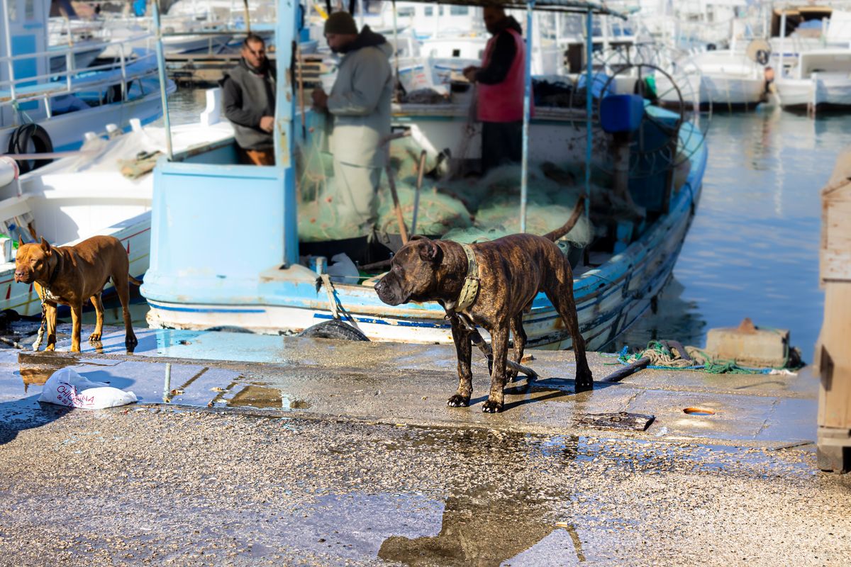 Chien courant grec - Caractère et comportement au quotidien