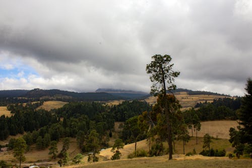 Scenic Autumn Landscape against an Overcast Sky 