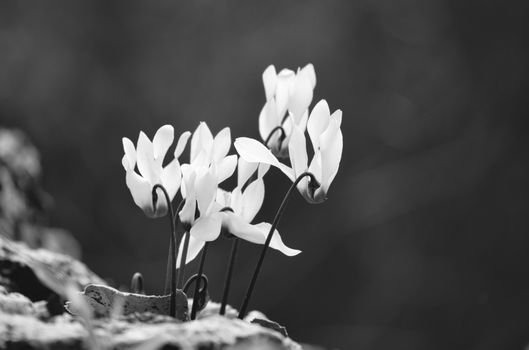 Close-up of Delicate White Wildflowers