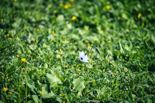 Foto d'estoc gratuïta de enfocament selectiu, flor, natura