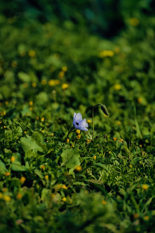 Foto d'estoc gratuïta de enfocament selectiu, flor, natura