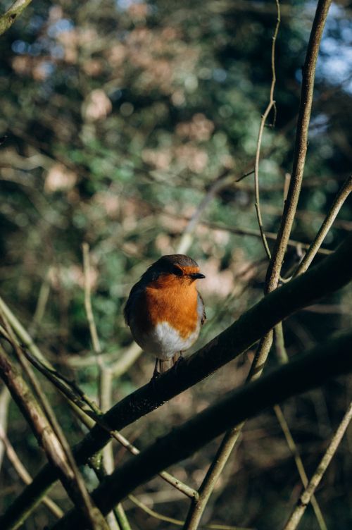 Free A European robin resting on a branch in a sunlit forest, creating a serene wildlife scene. Stock Photo