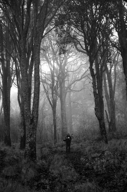 A lone hiker explores a misty forest, surrounded by tall trees in a monochrome setting.