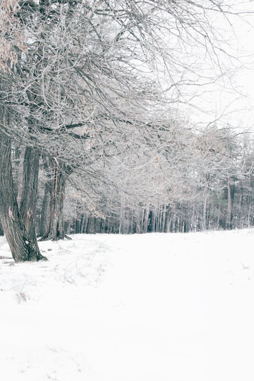 Fotos de stock gratuitas de belleza en la naturaleza, bosque, congelado