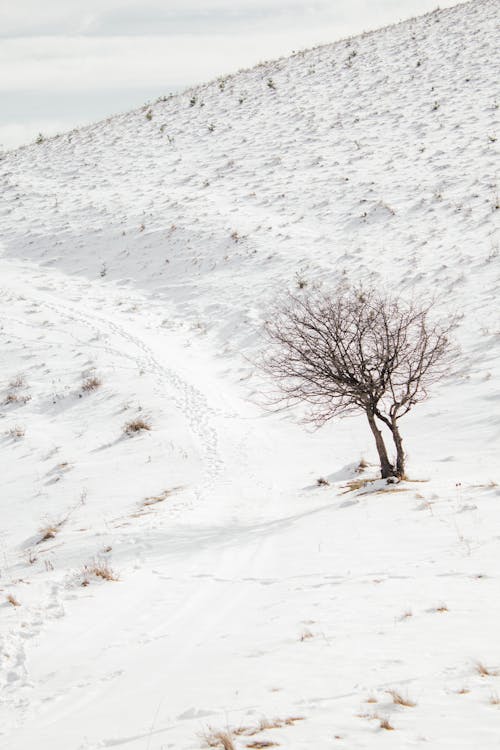 Fotobanka s bezplatnými fotkami na tému chladný, hora, sezóna