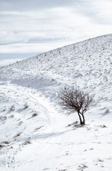 A lone tree stands on a snowy hill, showcasing winter's serene beauty.