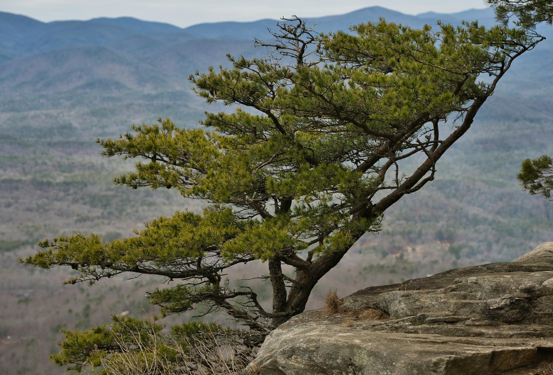 Tree in Front of the Valley at Blue Ridge Mountains