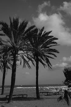 Peaceful seascape featuring palm trees and benches in a black and white composition.