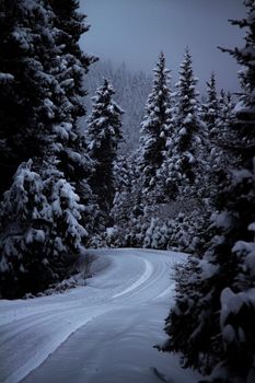 Snow-covered road winding through a dense pine forest, capturing the serene beauty of winter in Trabzon, Türkiye.