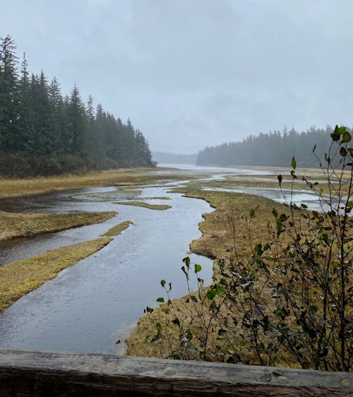 Gratis stockfoto met Alaska, Bos, brug