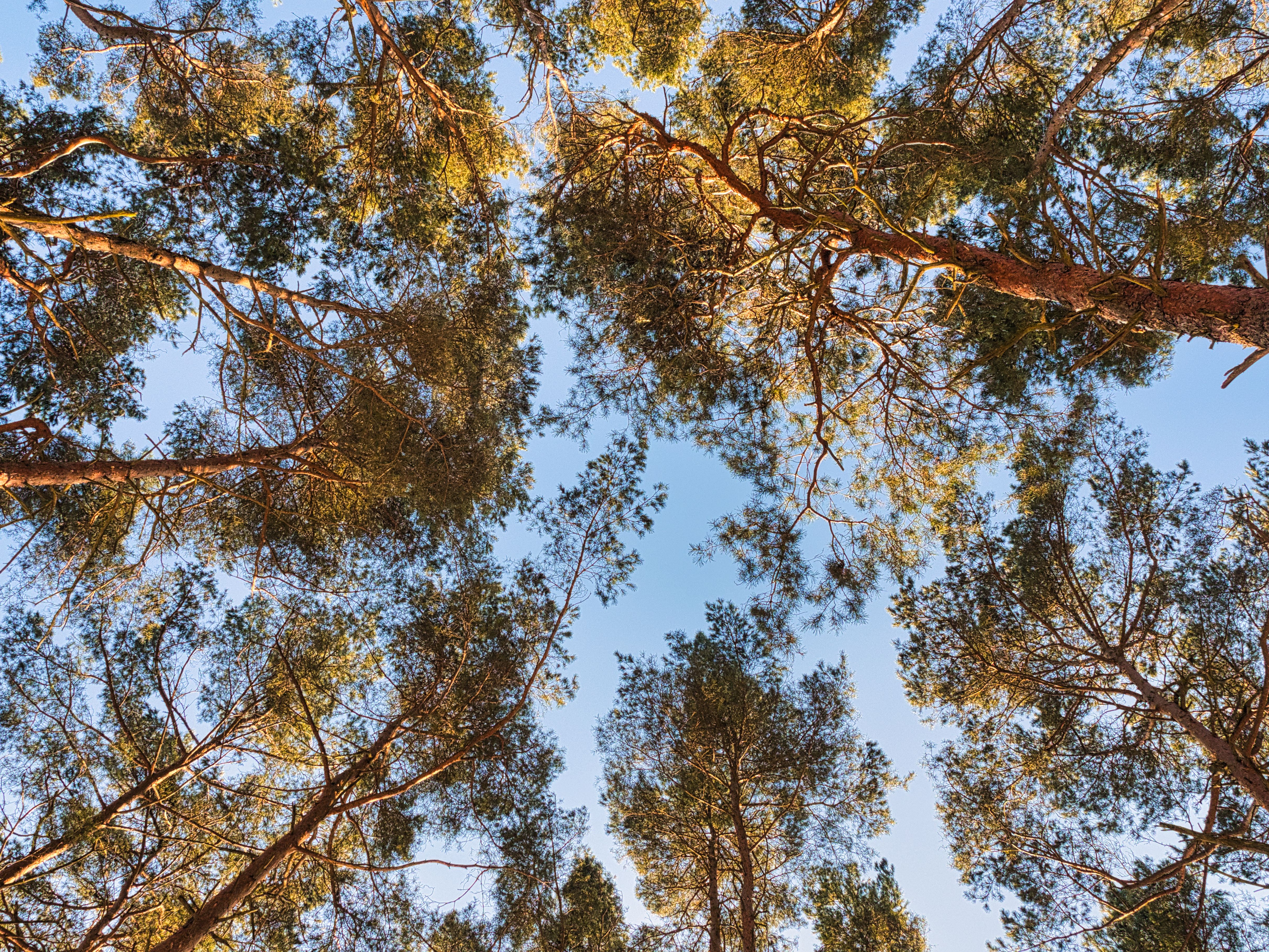 Canopy of the Forest · Free Stock Photo