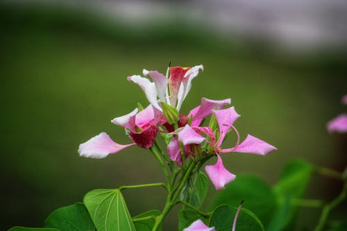 Close-up of a Pink Orchid