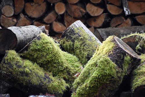 Immagine gratuita di legna da ardere, legname, muschio
