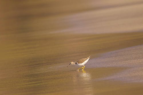 คลังภาพถ่ายฟรี ของ คาริบเบียน, ชายฝั่งทะเล, ชายหาด