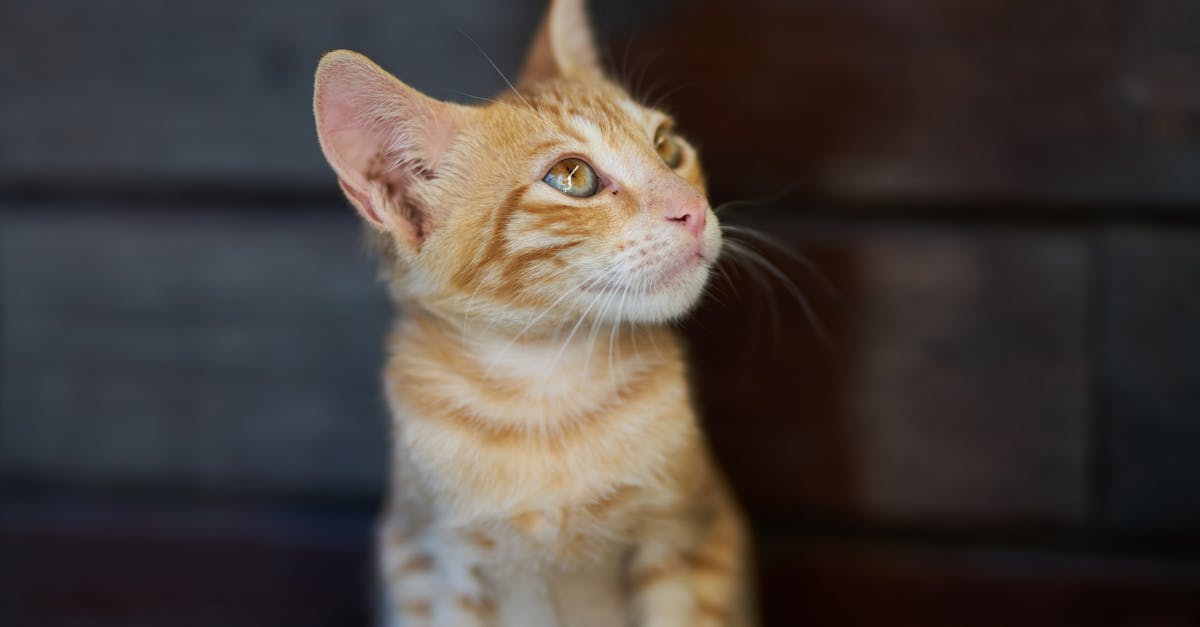 How do cats catch ear mites