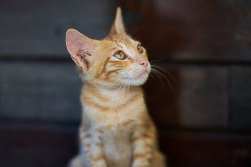 Free Close-up of a ginger tabby cat with a thoughtful expression and striking eyes. Stock Photo
